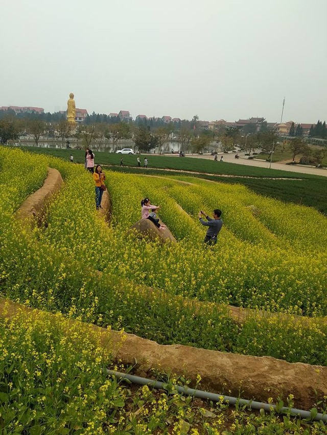 Cư dân mạng bỗng dưng phát hiện ra vườn hoa cải trắng và ruộng bậc thang chỉ cách Hà Nội có 20km - Ảnh 11.