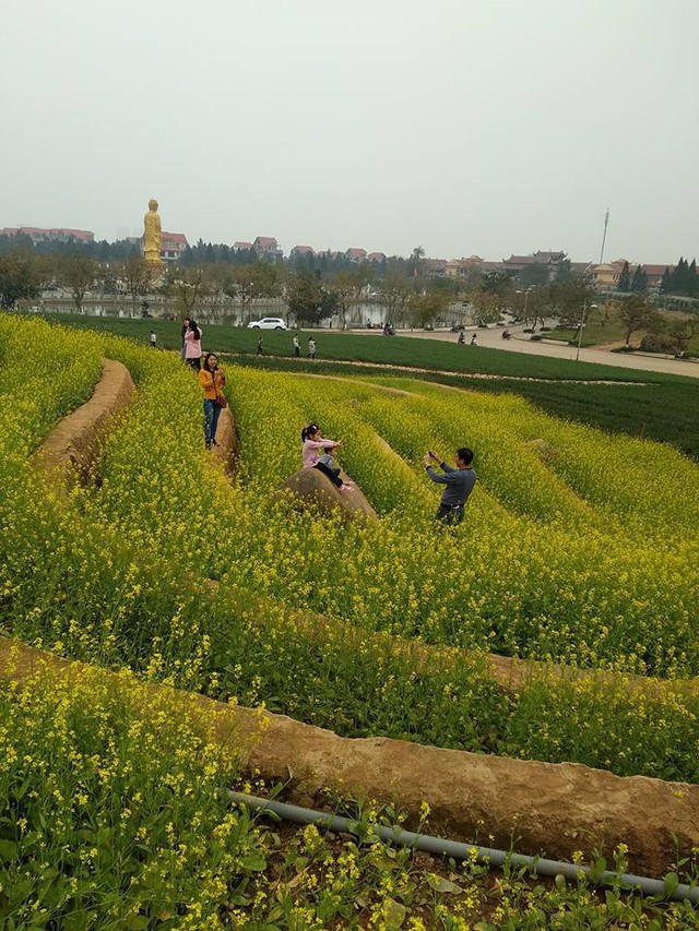 Cư dân mạng bỗng dưng phát hiện ra vườn hoa cải trắng và ruộng bậc thang chỉ cách Hà Nội có 20km - Ảnh 11.