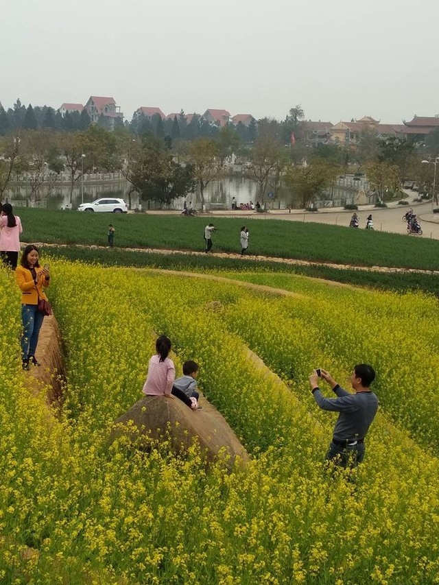 Cư dân mạng bỗng dưng phát hiện ra vườn hoa cải trắng và ruộng bậc thang chỉ cách Hà Nội có 20km - Ảnh 12.