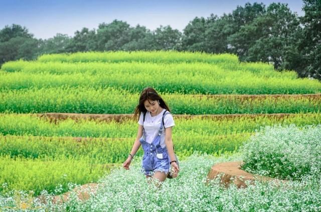 Cư dân mạng bỗng dưng phát hiện ra vườn hoa cải trắng và ruộng bậc thang chỉ cách Hà Nội có 20km - Ảnh 17.