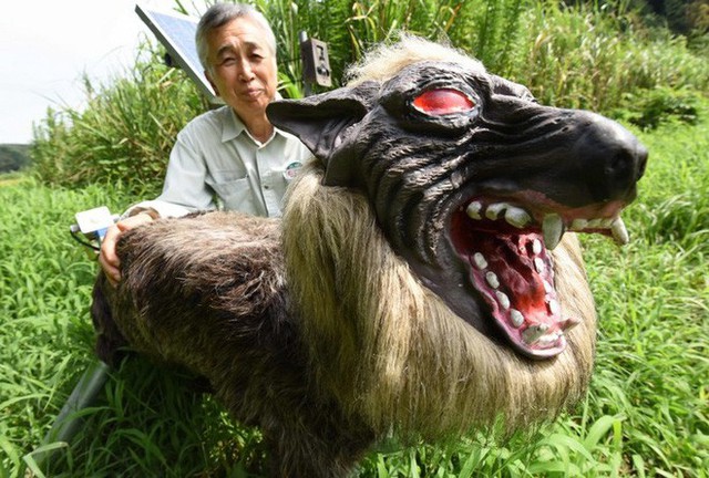 Nông dân Nhật Bản dùng robot chó sói để bảo vệ mùa màng nhưng thoạt nhìn trông thật khiếp sợ - Ảnh 3.
