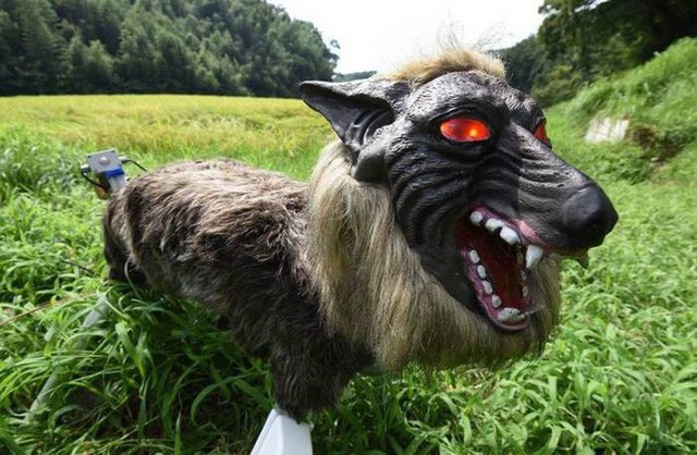 Nông dân Nhật Bản dùng robot chó sói để bảo vệ mùa màng nhưng thoạt nhìn trông thật khiếp sợ - Ảnh 4.