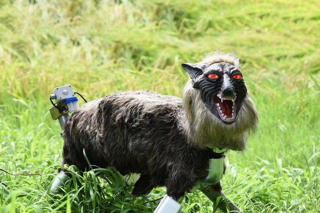 Nông dân Nhật Bản dùng robot chó sói để bảo vệ mùa màng nhưng thoạt nhìn trông thật khiếp sợ - Ảnh 5.