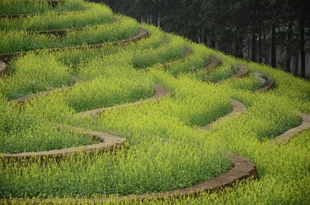 Cư dân mạng bỗng dưng phát hiện ra vườn hoa cải trắng và ruộng bậc thang chỉ cách Hà Nội có 20km - Ảnh 8.