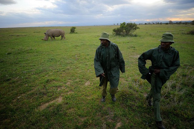 Những hình ảnh xúc động về cuộc đời của Sudan, con tê giác trắng đực cuối cùng trên trái đất - Ảnh 1.