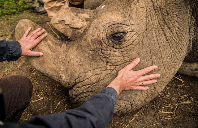 Những hình ảnh xúc động về cuộc đời của Sudan, con tê giác trắng đực cuối cùng trên trái đất - Ảnh 2.