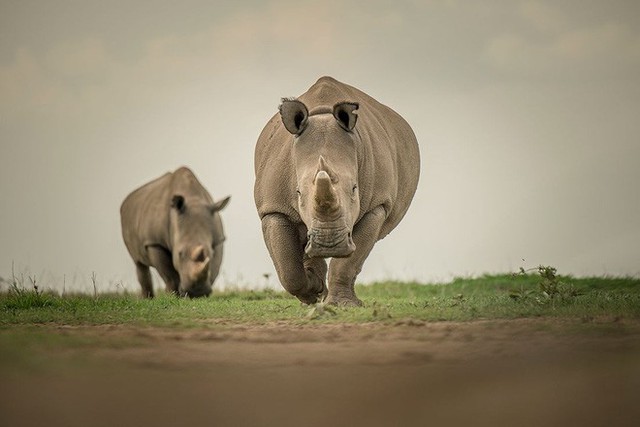 Những hình ảnh xúc động về cuộc đời của Sudan, con tê giác trắng đực cuối cùng trên trái đất - Ảnh 4.