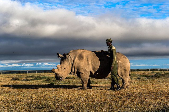 Những hình ảnh xúc động về cuộc đời của Sudan, con tê giác trắng đực cuối cùng trên trái đất - Ảnh 5.