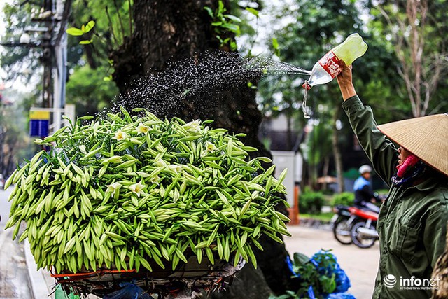 Hà Nội: Hoa loa kèn e ấp xuống phố chào hè - Ảnh 1.