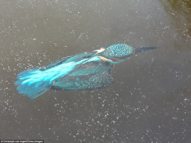 Châu Âu giá rét khủng khiếp, chim bói cá chết cứng khi xuống nước săn mồi - Ảnh 1.