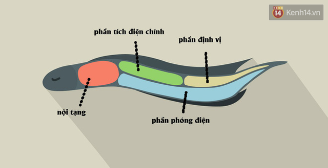 Phóng ra điện khiến cá sấu còn phải chạy, tại sao lươn điện không chết vì bị giật? - Ảnh 2.