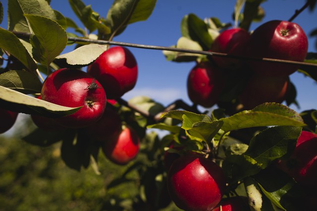 Đất nước bị cấm vận nhưng người dân chỉ thích hương vị táo nhập khẩu, đây là cách tổng thống Putin làm: Cho nhập 143.000 cây táo ngoại về trồng! - Ảnh 2.