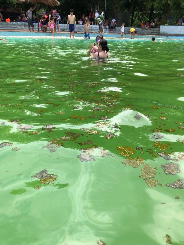 Giám đốc khu du lịch Khoang Xanh - Suối Tiên lên tiếng về hình ảnh rong rêu, xác côn trùng nổi đầy trong bể bơi - Ảnh 2.