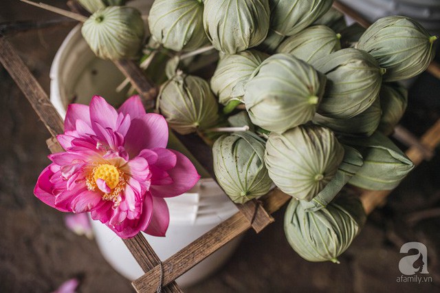 Trà dệt hương sen - thứ trà ủ cả ngàn bông sen Hồ Tây đầy tinh tế của Hà Nội - Ảnh 16. Trà dệt hương sen - thứ trà ủ cả ngàn bông sen Hồ Tây đầy tinh tế của Hà Nội - Ảnh 16.