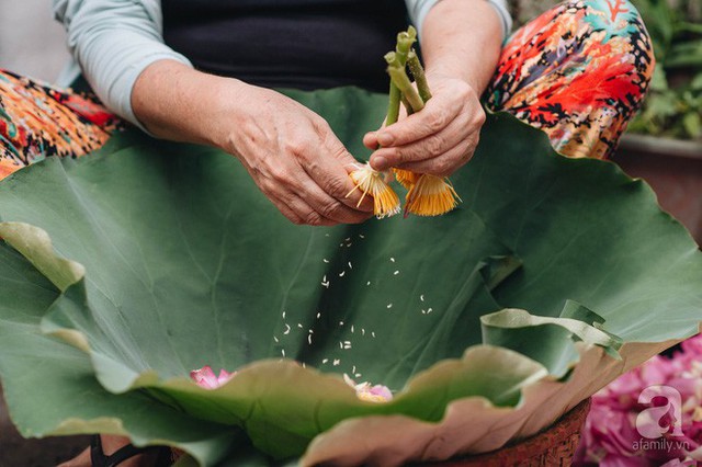Trà dệt hương sen - thứ trà ủ cả ngàn bông sen Hồ Tây đầy tinh tế của Hà Nội - Ảnh 5. Trà dệt hương sen - thứ trà ủ cả ngàn bông sen Hồ Tây đầy tinh tế của Hà Nội - Ảnh 5.