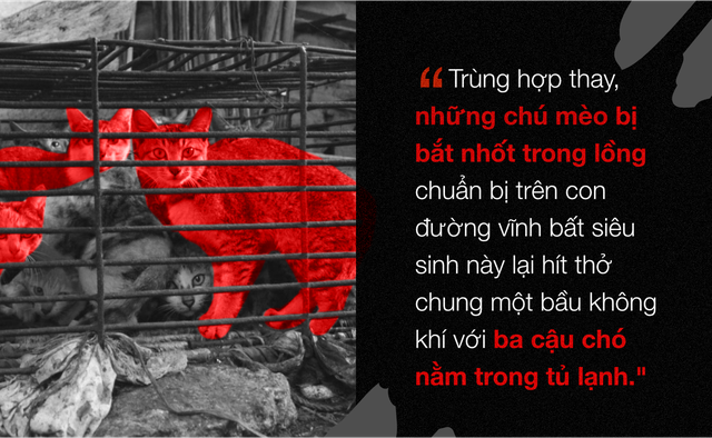 Chuyện ở những đất nước mà chó mèo có hai số phận: Được cưng chiều hết mực, hoặc oặt mình trong lồng cũi tới bàn tiệc - Ảnh 10.