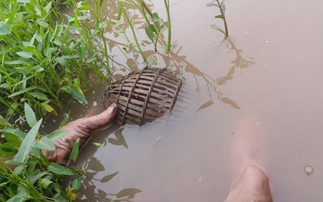 Kiếm bộn tiền bằng mẹo bẫy cua đồng cực kì đơn giản - Ảnh 1.