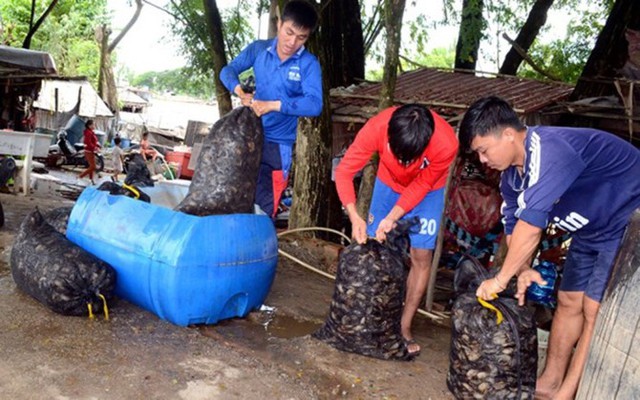 Kiếm bộn tiền bằng mẹo bẫy cua đồng cực kì đơn giản - Ảnh 9.