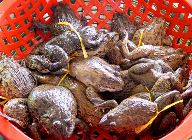 Cận cảnh nuôi ếch thành tỷ phú ở vùng Đồng Tháp Mười - Ảnh 4.