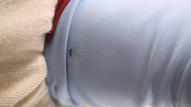 Video thú vị này cho bạn thấy mắc màn là cách chống muỗi đốt hiệu quả nhất, nhưng khi không có màn thì sao? - Ảnh 4.
