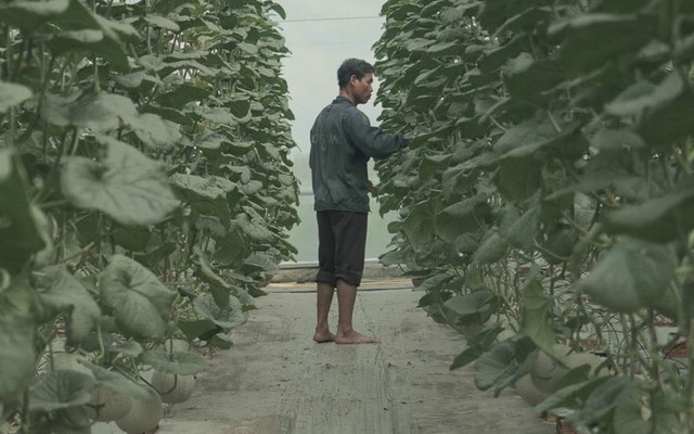 Trồng rau phải nhập phân bón từ nước ngoài, thịt mình ăn toàn... đô la, nông nghiệp công nghệ cao Việt Nam đang ở đâu? Trồng rau phải nhập phân bón từ nước ngoài, thịt mình ăn toàn... đô la, nông nghiệp công nghệ cao Việt Nam đang ở đâu?