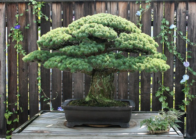 Câu chuyện của cây bonsai Nhật Bản 400 tuổi vẫn sống sót sau khi bom nguyên tử thả xuống Hiroshima - Ảnh 2.
