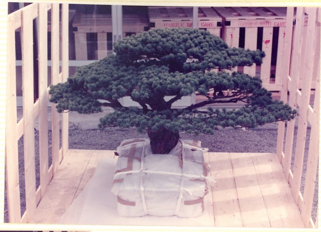 Câu chuyện của cây bonsai Nhật Bản 400 tuổi vẫn sống sót sau khi bom nguyên tử thả xuống Hiroshima - Ảnh 3.
