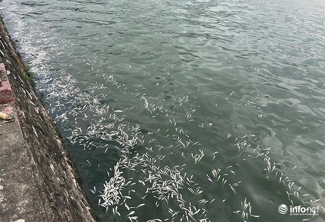 Thời tiết thay đổi, cá chết nổi trắng nhiều góc của Hồ Tây - Ảnh 7.