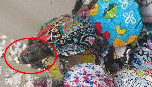 Nở rộ trào lưu bán rùa mini sơn đủ màu trên mạng xã hội, Nhà Rùa học Hà Đình Đức lên tiếng cảnh báo - Ảnh 15.