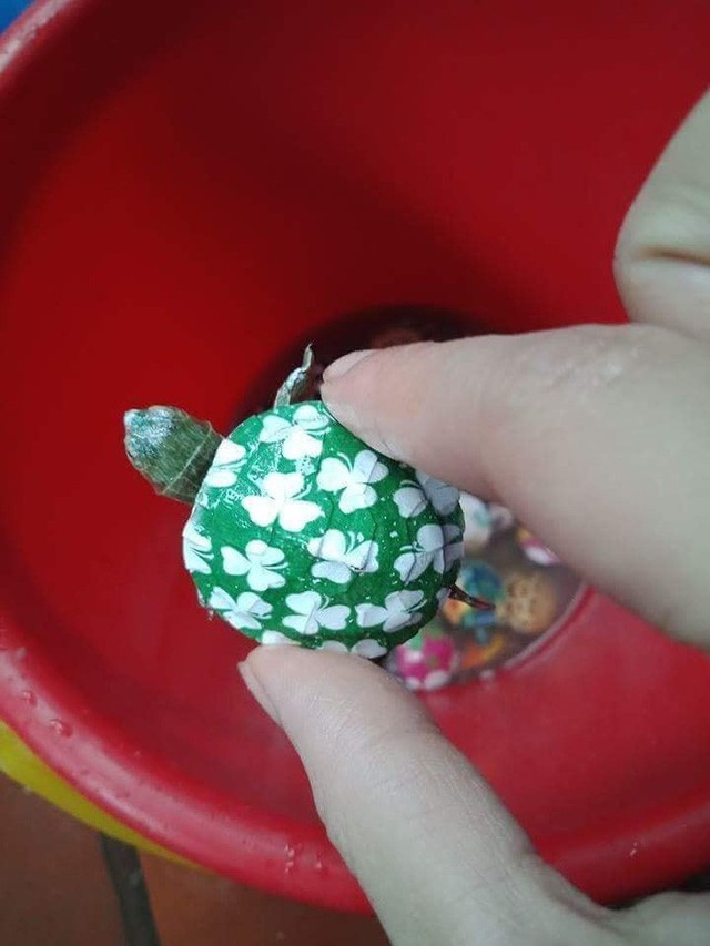 Nở rộ trào lưu bán rùa mini sơn đủ màu trên mạng xã hội, Nhà Rùa học Hà Đình Đức lên tiếng cảnh báo - Ảnh 7.