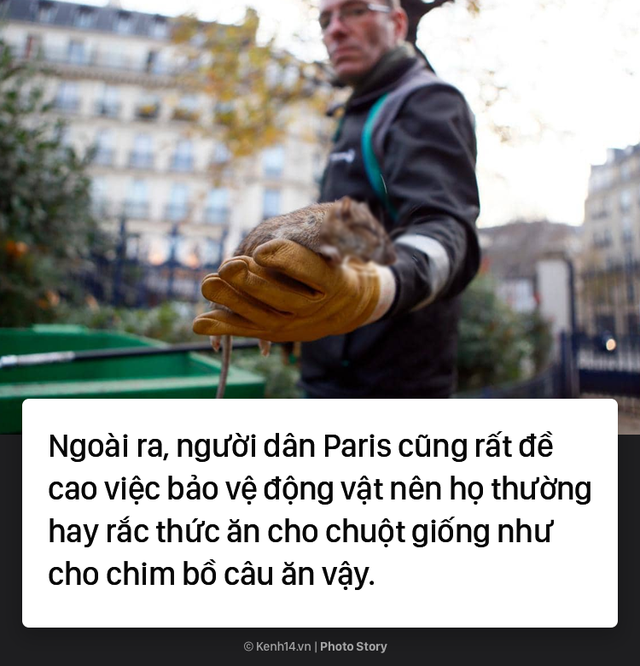 Kinh hoàng cơn bão chuột cống kéo đến khắp kinh đô ánh sáng Paris - Ảnh 6.