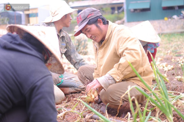 Nông dân khốn khổ vì nông sản Trung Quốc nhái hàng Đà Lạt: 3 tháng trồng khoai không bán được đồng nào, chỉ biết khóc... - Ảnh 3.