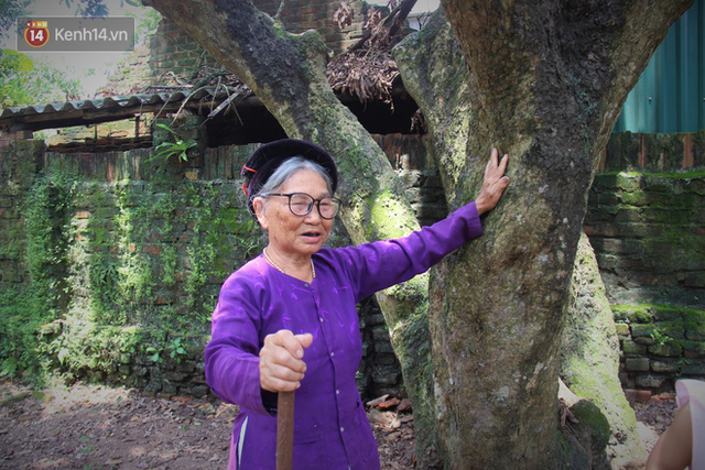 Hà Nội: Cận cảnh cây nhãn tổ khổng lồ 130 tuổi, mỗi năm thu hoạch gần một tấn quả - Ảnh 11.