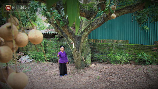 Hà Nội: Cận cảnh cây nhãn tổ khổng lồ 130 tuổi, mỗi năm thu hoạch gần một tấn quả - Ảnh 4.