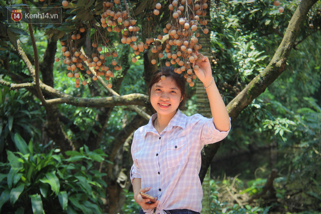 Hà Nội: Cận cảnh cây nhãn tổ khổng lồ 130 tuổi, mỗi năm thu hoạch gần một tấn quả - Ảnh 8.