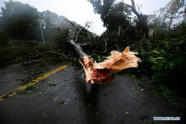  TQ: Vua bão Mangkhut quật vỡ cửa sổ, đánh bật gốc cây, làm thương vong hàng trăm người - Ảnh 8.