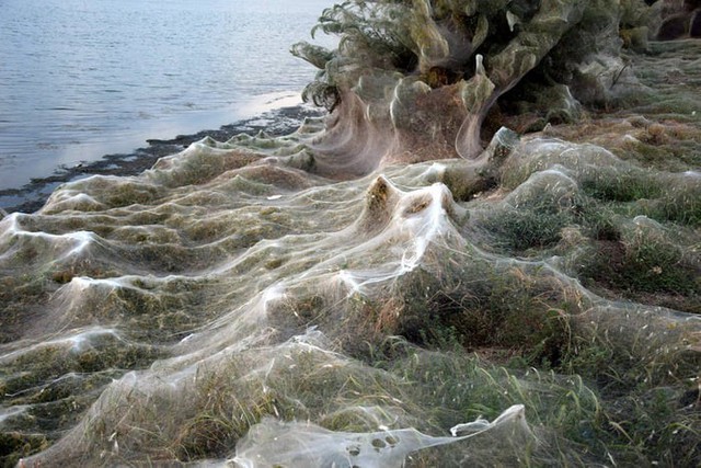 Bờ biển Hy Lạp bị mạng nhện khổng lồ bao phủ, dân mạng bấn loạn đòi đốt sạch trước khi lũ nhện sinh sôi nảy nở - Ảnh 5.
