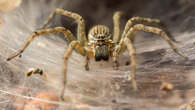 Bờ biển Hy Lạp bị mạng nhện khổng lồ bao phủ, dân mạng bấn loạn đòi đốt sạch trước khi lũ nhện sinh sôi nảy nở - Ảnh 8.