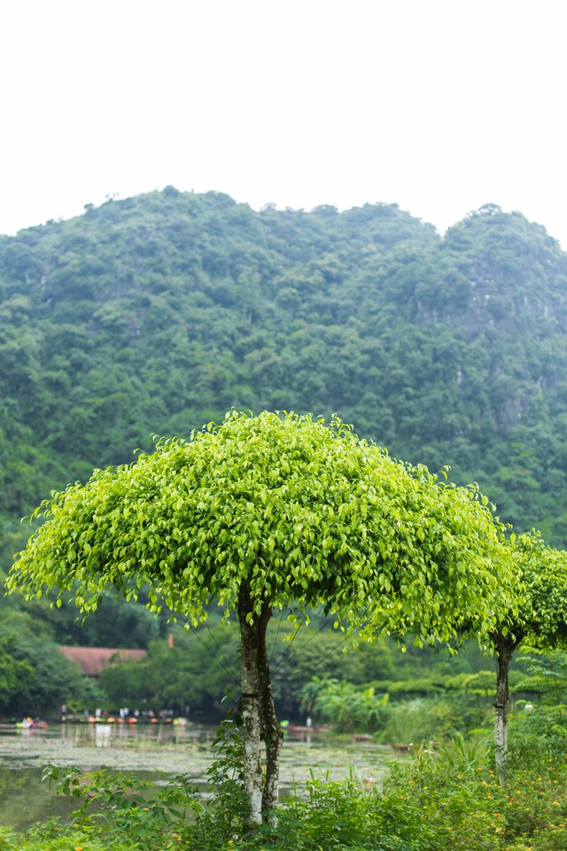 đầu tư giá trị - Ngỡ ngàng cảnh đẹp ở Thung Nham Ninh Bình những ngày chớm thu - photo đầu tư giá trị - 156a3467 1535939116331441229957 - Ngỡ ngàng cảnh đẹp ở Thung Nham Ninh Bình những ngày chớm thu