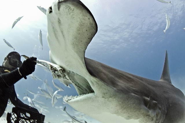 Xác nhận loài cá mập đầu tiên trong lịch sử biết... ăn chay mà vẫn sống khỏe mạnh - Ảnh 2.