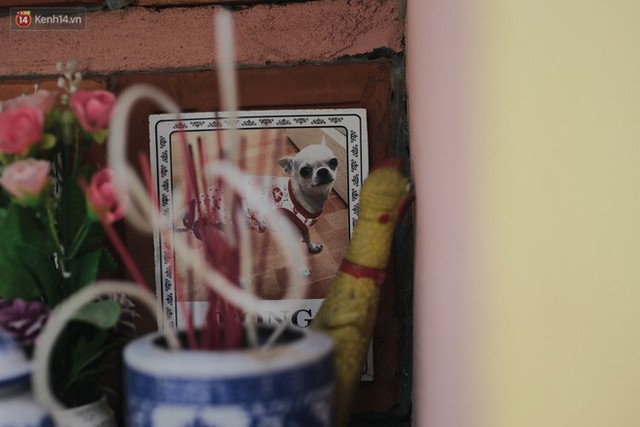 Gặp người đàn ông xây resort chó mèo kỳ lạ nhất Hà Nội: Tổ chức đám tang và thờ cúng cho hàng trăm mộ phần thú cưng xấu số - Ảnh 5.
