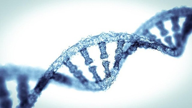 Các nhà khoa học phát hiện 52 gen thông minh quyết định 5% trí tuệ của bạn - Ảnh 2.