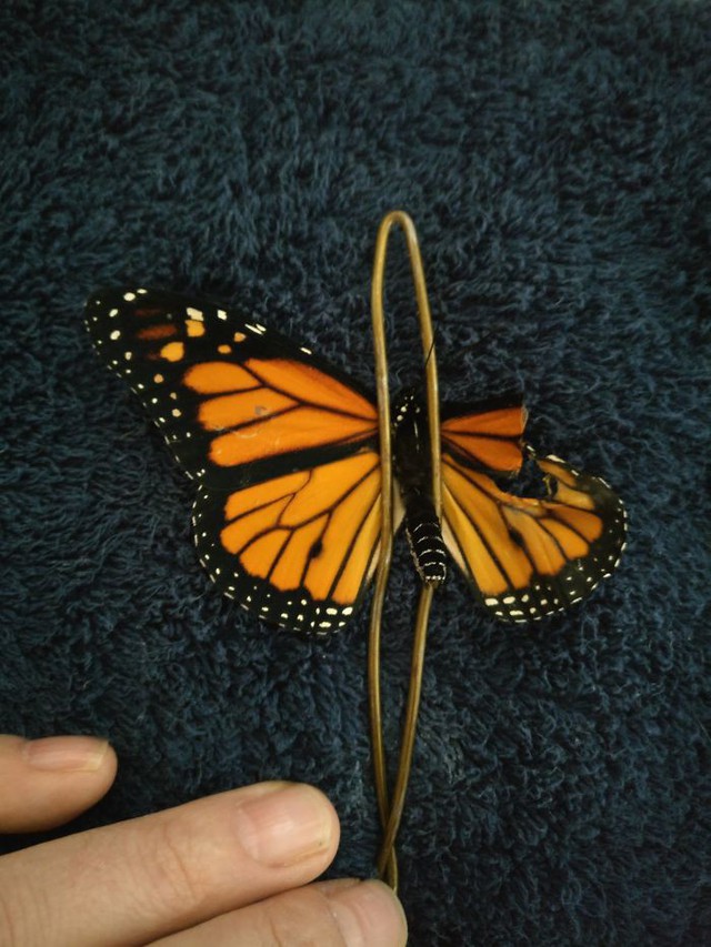 Chú bướm sắp chết vì rách cánh, chỉ với vật dụng có sẵn, người phụ nữ đã làm nên ca phẫu thuật kỳ diệu - Ảnh 3.