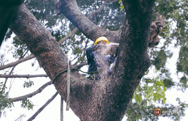 Chùm ảnh: Người Sài Gòn đặt hoa hồng trên gốc những hàng cây xanh bị đốn hạ ở đuờng Tôn Đức Thắng - Ảnh 4.