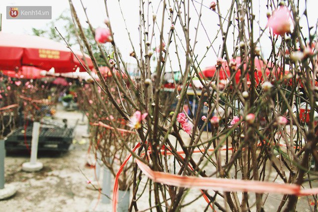 Người dân làng đào Nhật Tân: Từ giờ đến Tết mà rét thế này thì đào không nở hoa kịp mất! - Ảnh 9.