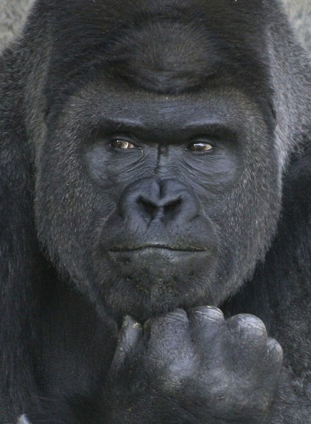 Đây là chú khỉ đột đẹp trai nhất Nhật Bản, được ví như George Clooney, Steve Jobs của thế giới động vật - Ảnh 10.