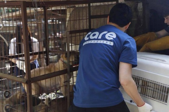 Tổ chức bảo vệ động vật hàng đầu Hàn Quốc bị tố giết hại hàng trăm con chó để kiếm thêm tiền quyên góp - Ảnh 1.