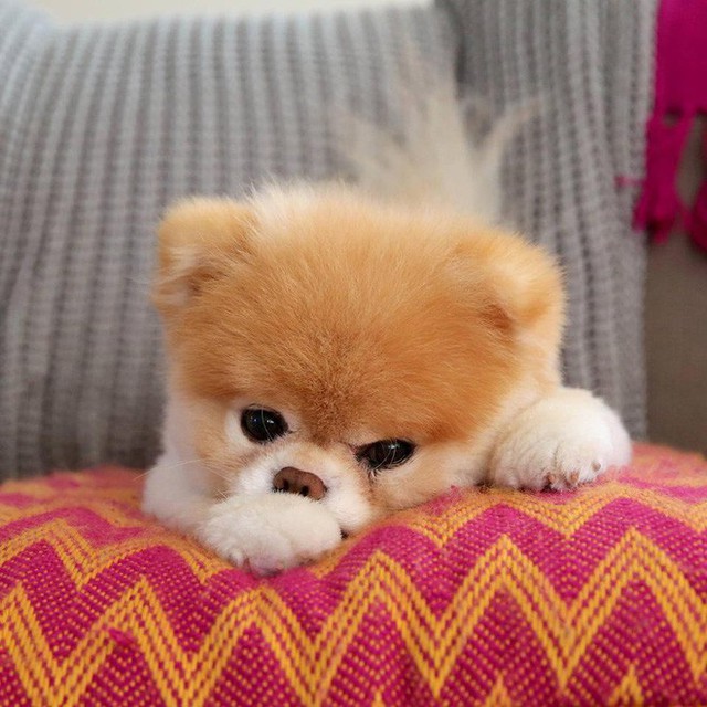 Boo - Chú chó đáng yêu nhất thế giới với hơn 16 triệu người theo dõi đã qua đời - Ảnh 3.