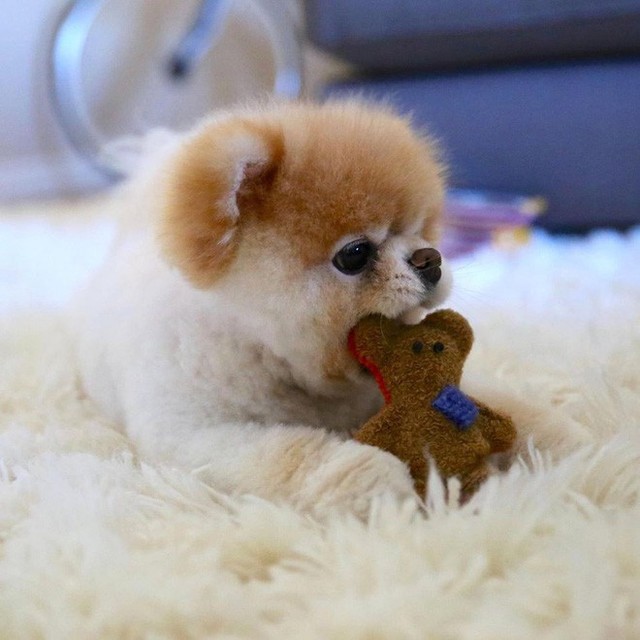Boo - Chú chó đáng yêu nhất thế giới với hơn 16 triệu người theo dõi đã qua đời - Ảnh 4.