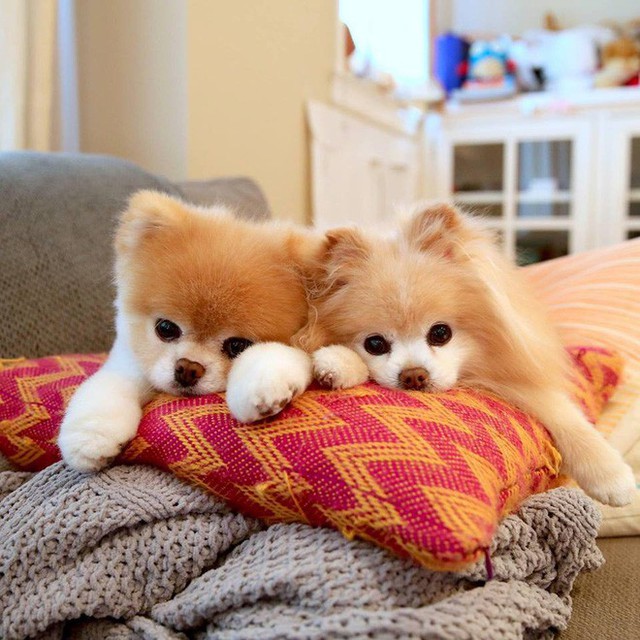 Boo - Chú chó đáng yêu nhất thế giới với hơn 16 triệu người theo dõi đã qua đời - Ảnh 6.